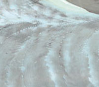 �������ͼ